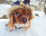 fur animal puppy dog nature pet friend snow stock photo