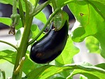 vegetable aubergine food garden organic nature stock photo