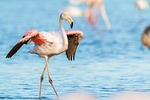 flamingo flamingos france wild pink water bird nature stock photo