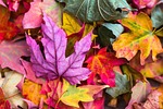 colorful autumn leaves foliage colors season fall nature stock photo