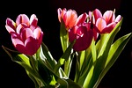 tulips flowers nature plants pink petals bloom flower stock photo