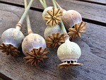 poppy seed capsule still life dry fruit pod stock photo