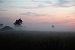 the fog meadow nature landscape summer mystery poland stock photo