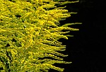goldenrod gold diamond herbaceous plant flora species bee stock photo