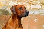 rhodesian ridgeback dog guard purebred beautiful adorable attention stock photo