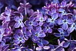lilac blossom bloom beautiful flowers nature flower tree stock photo