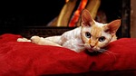 devon rex male pet cat pillow animal fireplace stock photo