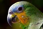parrot macaw head beak colorful bird amazon close stock photo
