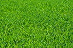 grass lawn blades grassy grassland field green nature stock photo