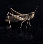 cricket insect reflex closeup stock photo