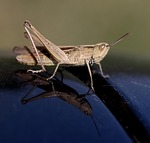 cricket insect reflex closeup stock photo