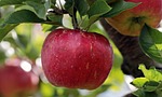 apple red plantation yummy fruit vitamins fresh nature stock photo