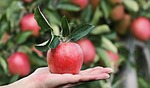 apple red hand plantation yummy fruit vitamins fresh stock photo