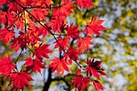 maple leaves autumn foliage colors season fall nature stock photo