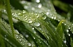 raindrop waterdrop droplets dewdrop rain close up leaves stock photo