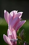 magnolia spring blossoms nature pink flower flora tulip stock photo