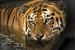 tiger eyes bathing submerged wild cat big nature stock photo