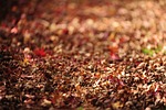 fallen leaves autumn autumnal stock photo