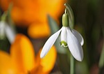snowdrop flower background beautiful flowers blossom bloom white stock photo