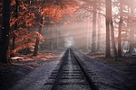 railway forest trees rails train tracks autumn nature stock photo