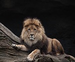 lion king predator species fauna wildlife animal nature stock photo