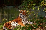 tiger predator fur beautiful dangerous big cat wildlife stock photo