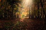 autumn sunbeams forest leaves foliage colors season fall stock photo