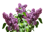 lilac spring nature purple garden plant branch blossom stock photo