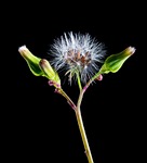 flower dandelion meadow seed head background blowball red-seeded stock photo