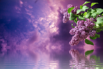 lilac spring nature branches purple garden tree branch stock photo