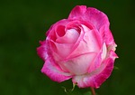 pink rose beautiful flowers petals flower background wallpaper stock photo
