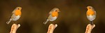 robin bird garden songbird nature composing old world stock photo