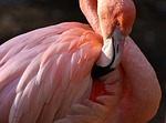 flamingo bird multicoloured colorful nature tierpark hellabrunn stock photo