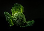 vegetable cabbage green food fresh nature raw leaves stock photo