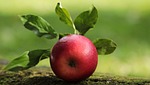 apple red yummy fruit vitamins fresh nature healthy stock photo