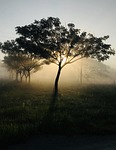 sunrise early morning sun tree nature sunlight sunny stock photo