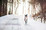dog borderkolie winter nature snowy pet animal trees stock photo