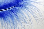 feather soft blue bird plume fluffy closeup stock photo