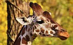 giraffe zoo nature animal portrait tierpark hellabrunn stock photo
