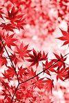 maple autumn leaves foliage colors season fall nature stock photo