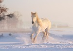 white horse winter snow december snowfall nature equine stock photo