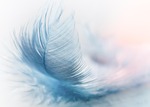 feather ease hd wallpaper slightly blue airy close stock photo