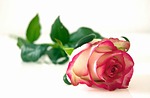 rose flower wallpaper beautiful flowers nature plant bloom stock photo