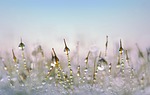 moss drops blades of grass grasses wet close stock photo