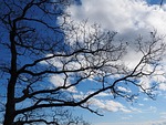 oak nature tree branches stock photo