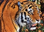 tiger big cat predator wildcat dangerous majestic wildlife stock photo