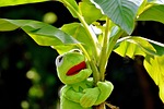 exasperate kermit frog green toy stuffed animal fun stock photo