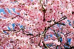 japanese cherry blossoms pink white tree flower wallpaper stock photo