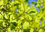 oak tree deciduous leaves parrotia persica bright green stock photo