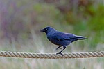high-wire artist nature jackdaw bird dance on the stock photo